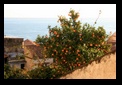 orange tree amalfi