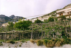 cultures de citron d'amalfi